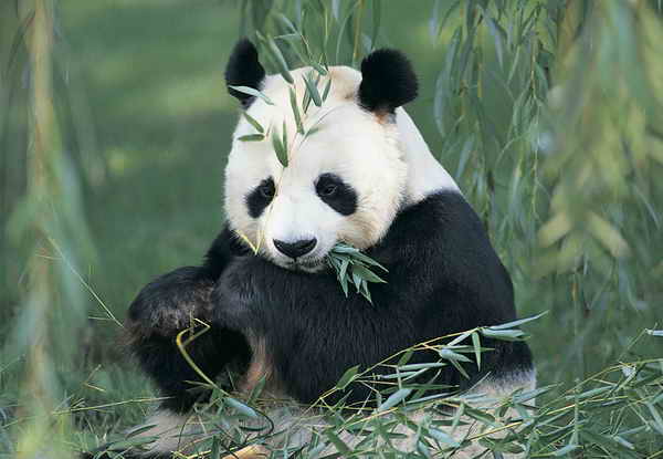 Панды из святого места Sichuan Giant Panda Sanctuaries.